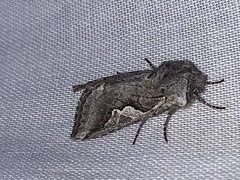 Stretchia plusiaeformis