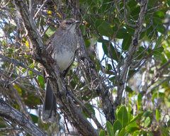 Mimus gundlachii