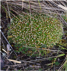 Paepalanthus