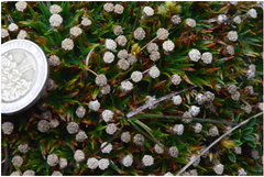 Paepalanthus