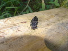 Chalcophora mexicana