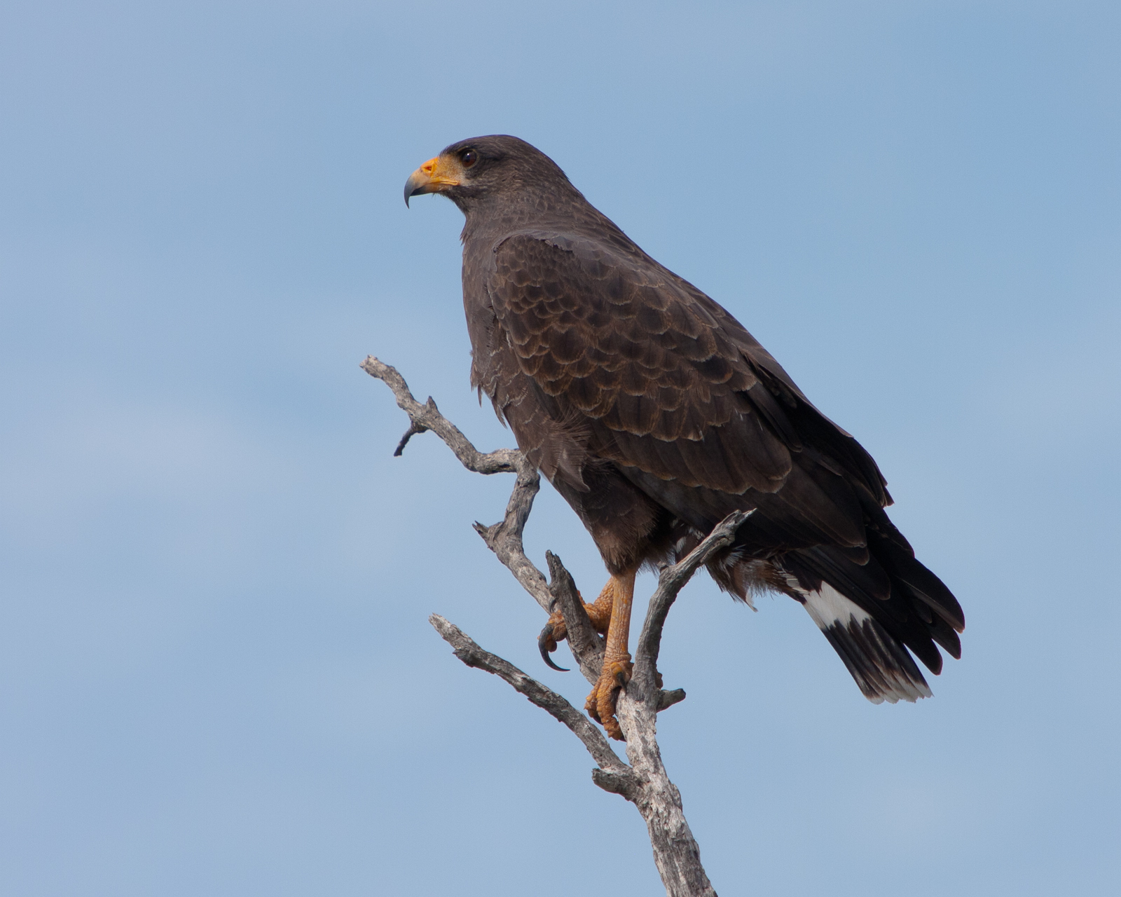 Cuban Black-Hawk, Birds of Cuba
