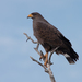 Cuban Black Hawk - Photo (c) ColinDJones, some rights reserved (CC BY-NC), uploaded by ColinDJones