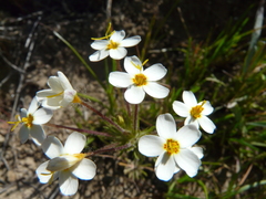 Leptosiphon parviflorus