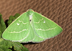 Thetidia smaragdaria