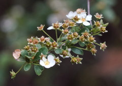 Spiraea prunifolia pseudoprunifolia