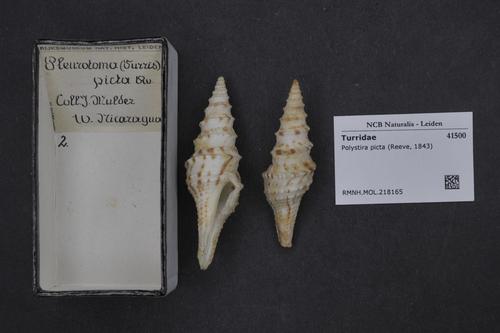 Polystira picta