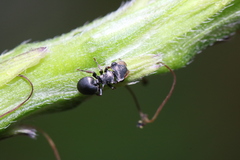 Cephalotes minutus
