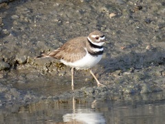 Charadrius vociferus