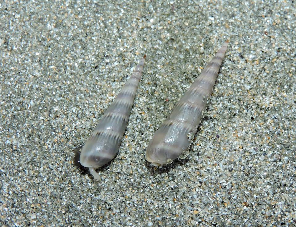 Gray Auger