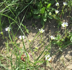 Mononeuria nuttallii