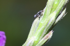 Cephalotes minutus