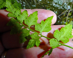 Cystopteris tasmanica