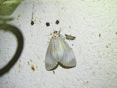 Neochera dominia