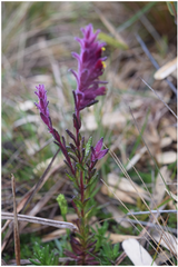 Neobartsia laniflora