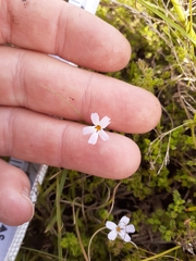 Jamesbrittenia pinnatifida