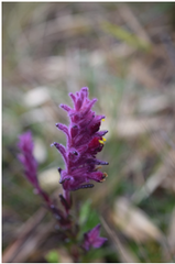 Neobartsia laniflora