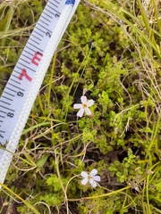 Jamesbrittenia pinnatifida
