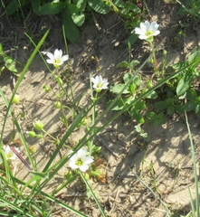 Mononeuria nuttallii