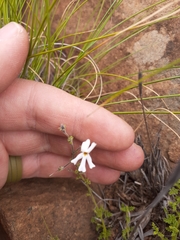 Jamesbrittenia tysonii