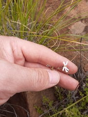 Jamesbrittenia tysonii