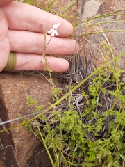 Jamesbrittenia tysonii