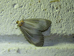 Neochera dominia