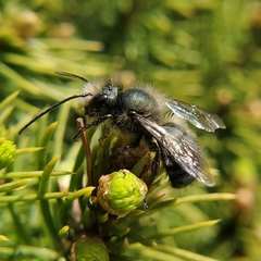 Osmia lignaria