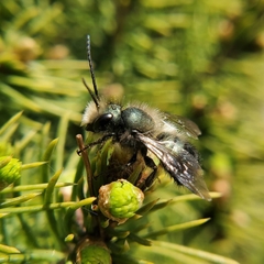 Osmia lignaria