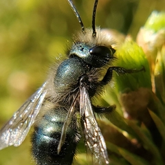 Osmia lignaria