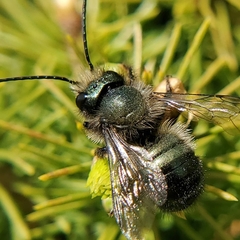 Osmia lignaria