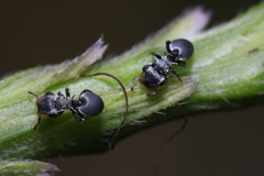 Cephalotes minutus