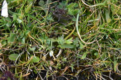 Nemophila pedunculata
