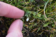 Nemophila pedunculata