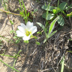 Mononeuria nuttallii