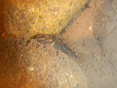 Gobiomorphus basalis