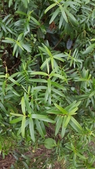 Veronica strictissima