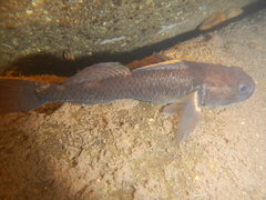 Gobiomorphus basalis