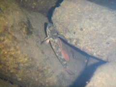 Gobiomorphus huttoni