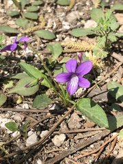 Viola prionantha