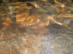 Gobiomorphus huttoni