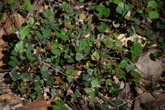 Pullenia gunnii