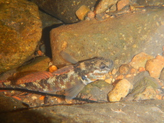 Gobiomorphus huttoni