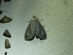 Neochera dominia