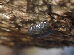 Gnorimosphaeroma oregonense