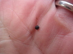 Gnorimosphaeroma oregonense