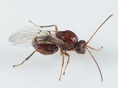 Callirhytis lanata