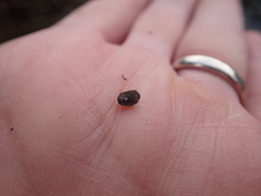 Gnorimosphaeroma oregonense