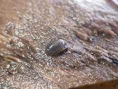 Gnorimosphaeroma oregonense