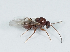 Callirhytis lanata